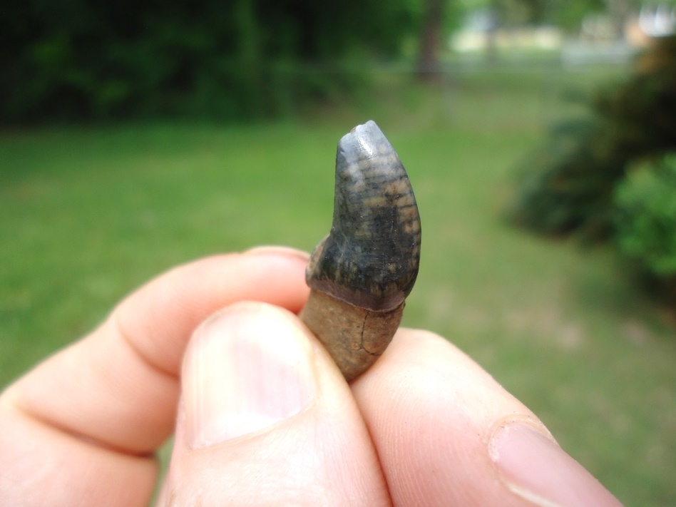 Large image 4 Exceptional Dire Wolf Incisor