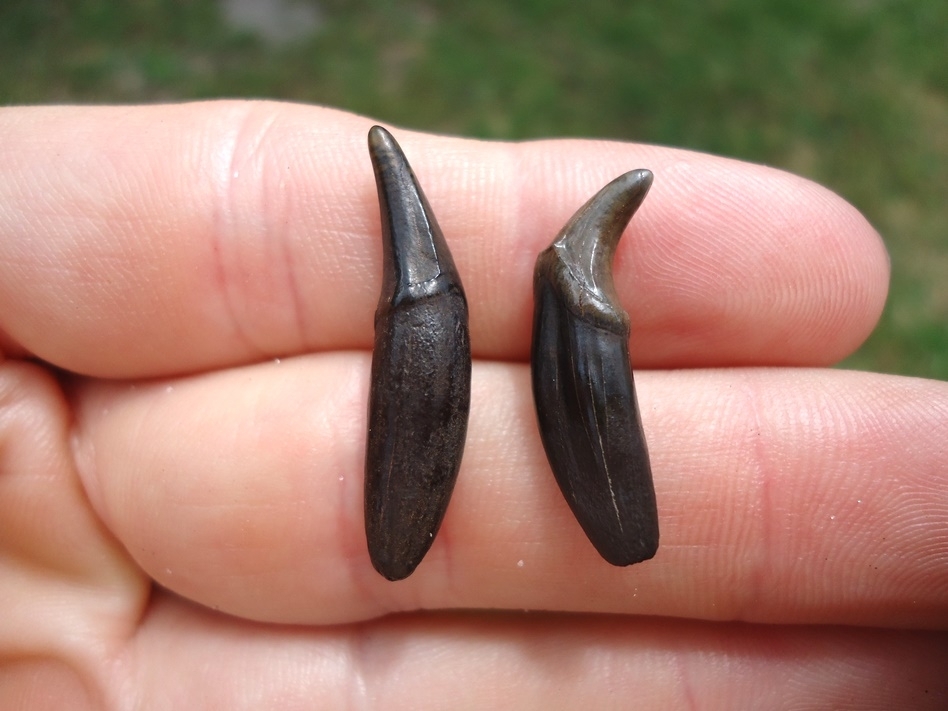 Large image 1 Awesome Pair of River Otter Canines - Upper and Lower