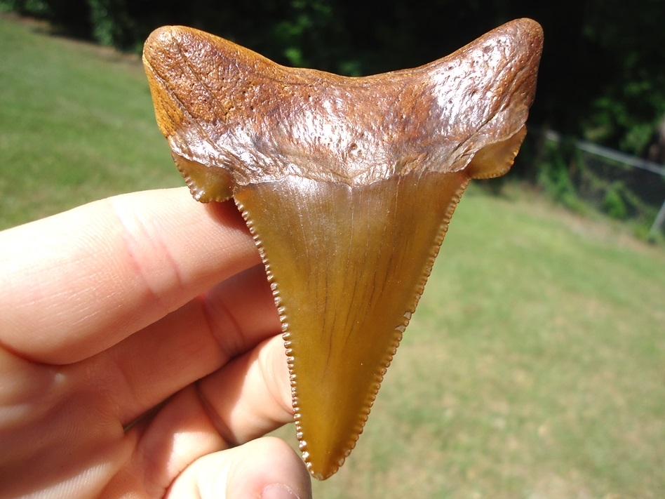 Large image 1 World Class 3.04' Auriculatus Shark Tooth