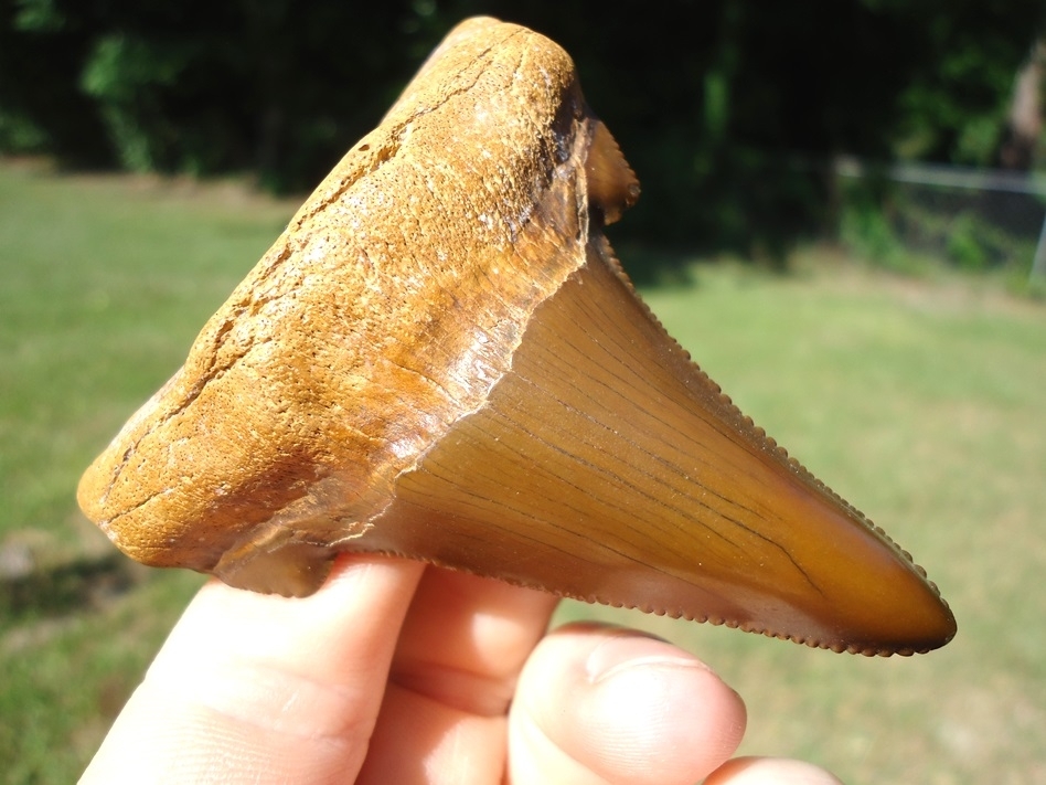 Large image 3 World Class 3.04' Auriculatus Shark Tooth