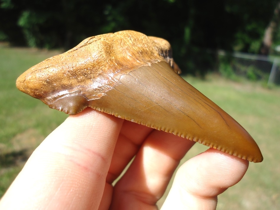 Large image 4 World Class 3.04' Auriculatus Shark Tooth