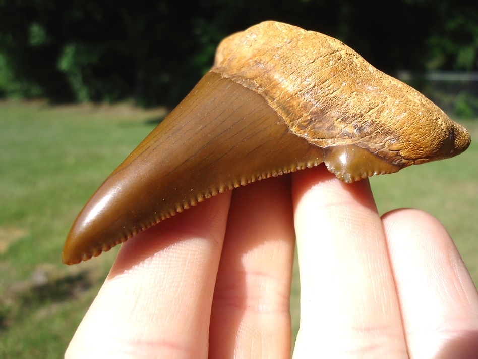 Large image 5 World Class 3.04' Auriculatus Shark Tooth