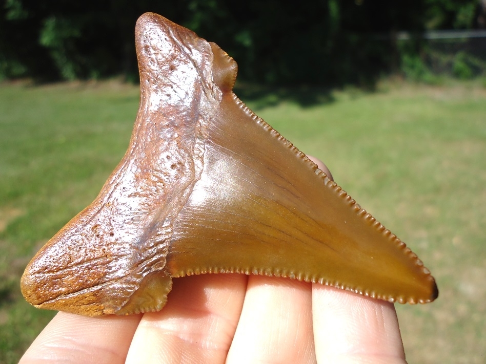 Large image 6 World Class 3.04' Auriculatus Shark Tooth