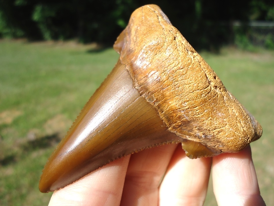 Large image 7 World Class 3.04' Auriculatus Shark Tooth