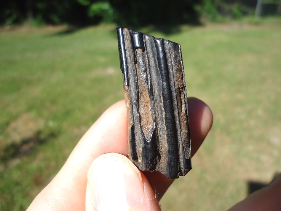 Large image 1 Glossy Black Giant Beaver Molar