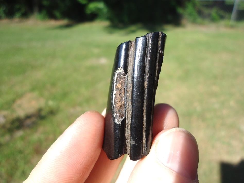 Large image 2 Glossy Black Giant Beaver Molar