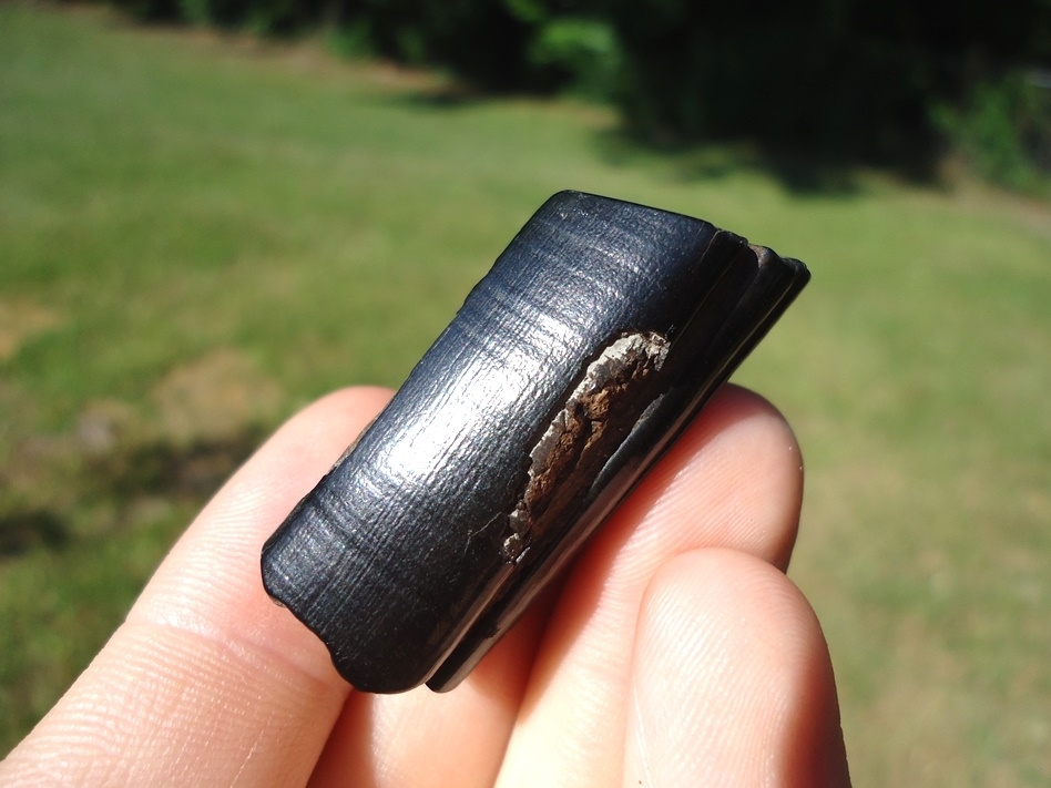 Large image 3 Glossy Black Giant Beaver Molar