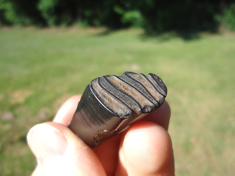 Large image 4 Glossy Black Giant Beaver Molar