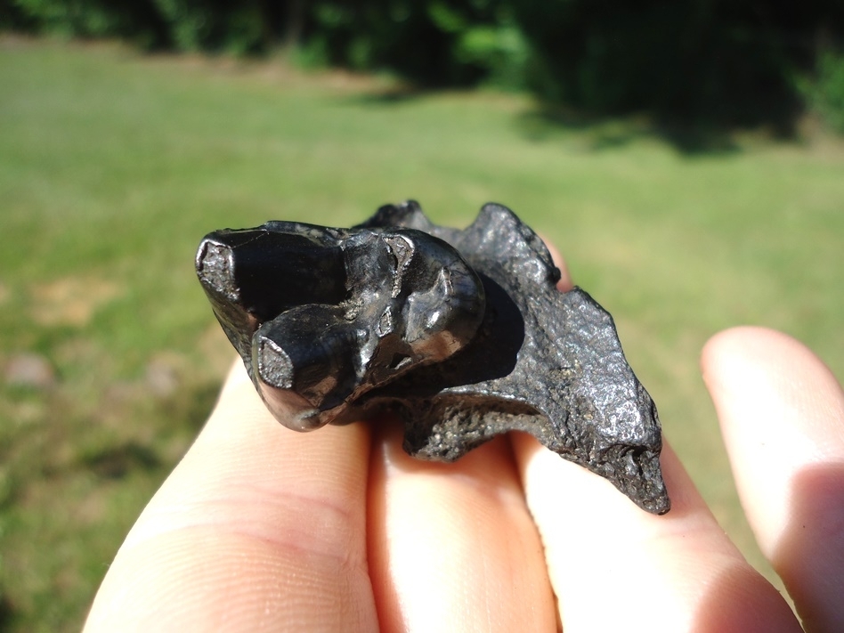 Large image 2 Dire Wolf Upper Molar in Section of Maxilla