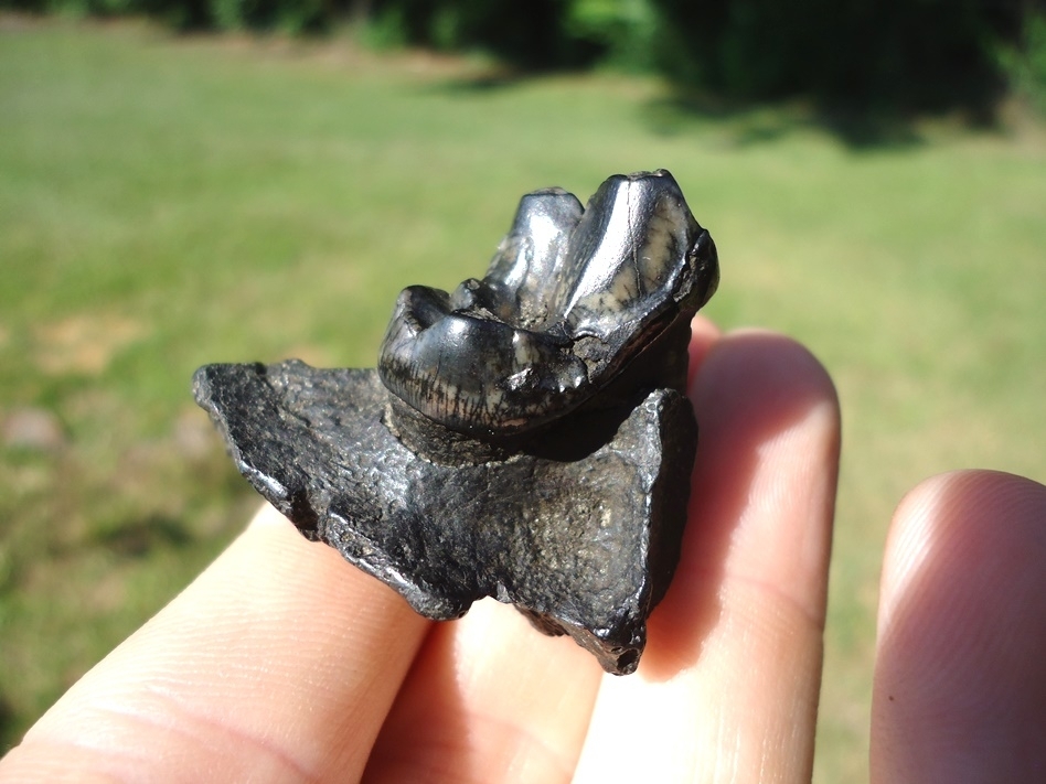 Large image 3 Dire Wolf Upper Molar in Section of Maxilla