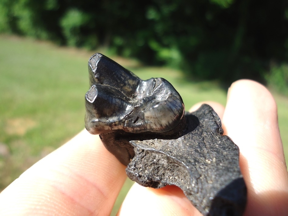 Large image 5 Dire Wolf Upper Molar in Section of Maxilla