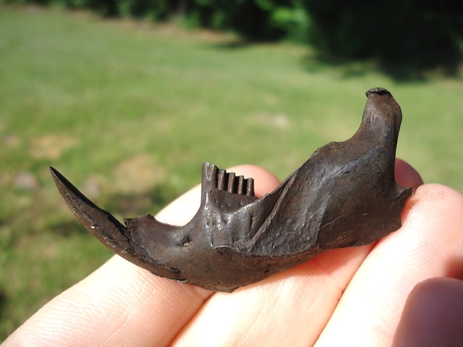 Large image 1 Quality Muskrat Mandible with Two Perfect Teeth