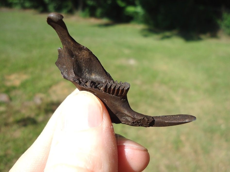 Large image 2 Quality Muskrat Mandible with Two Perfect Teeth