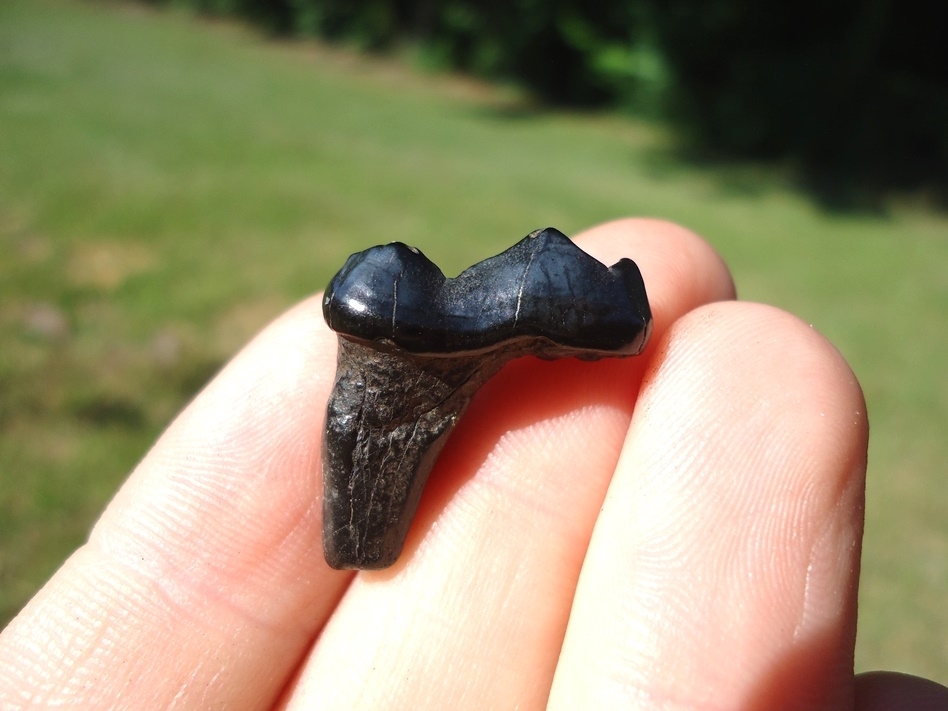 Large image 1 Bargain Glossy Black Bear Molar