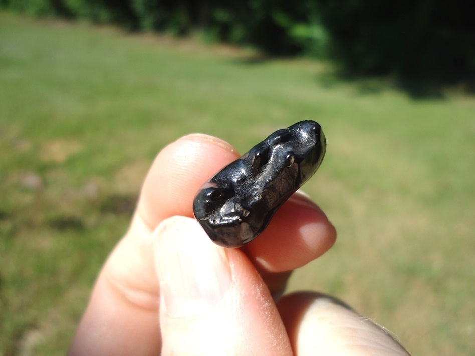 Large image 2 Bargain Glossy Black Bear Molar