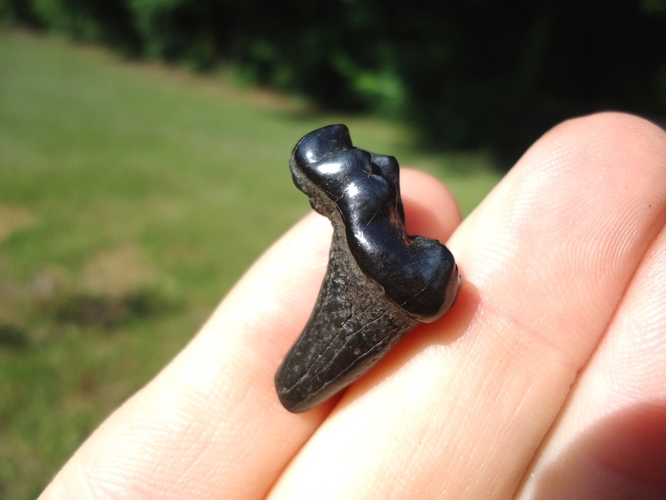 Large image 3 Bargain Glossy Black Bear Molar