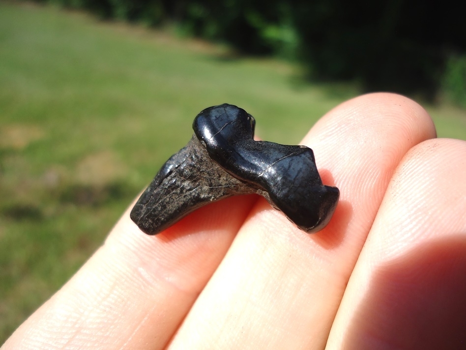 Large image 4 Bargain Glossy Black Bear Molar