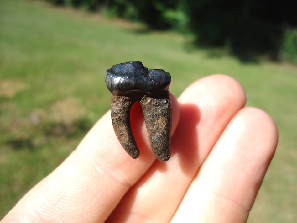 Large image 1 Exceptional Dire Wolf Lower Molar
