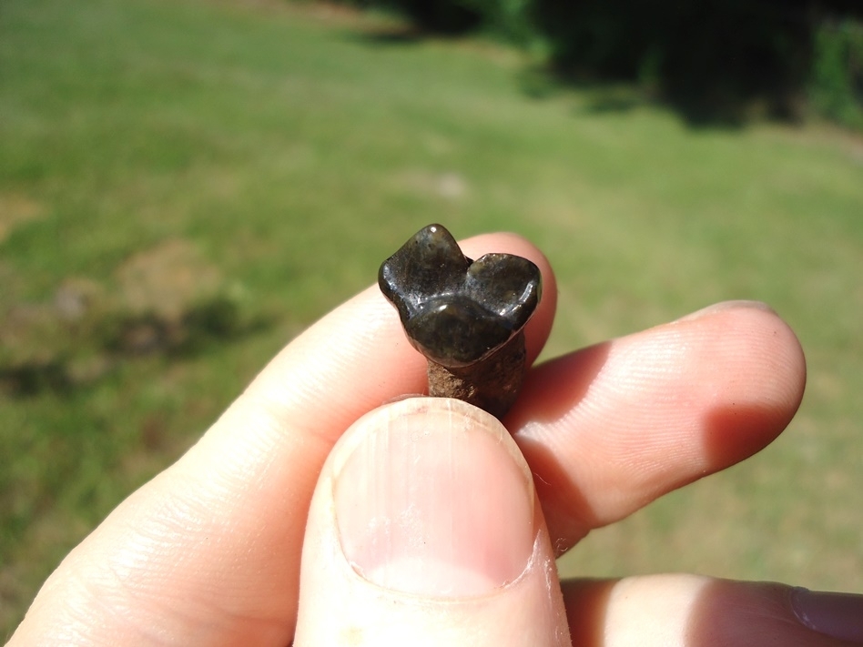 Large image 2 Choice Spectacled Bear Upper Premolar