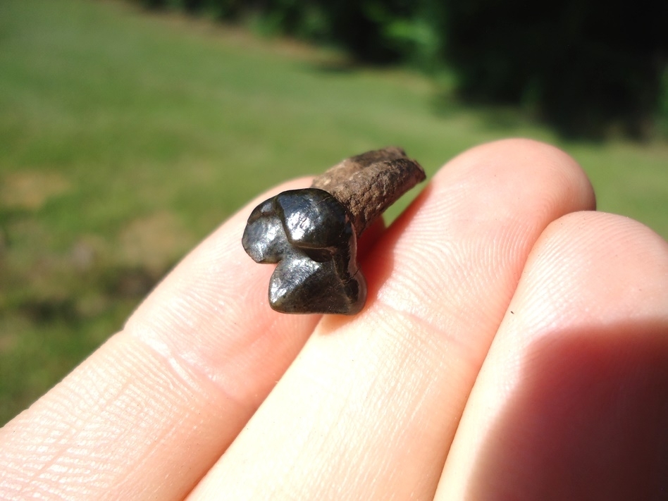 Large image 4 Choice Spectacled Bear Upper Premolar