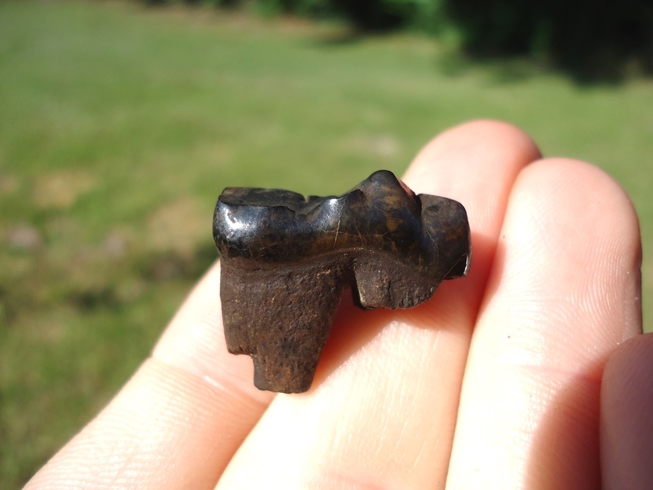 Large image 1 Bargain Spectacled Bear Lower Molar