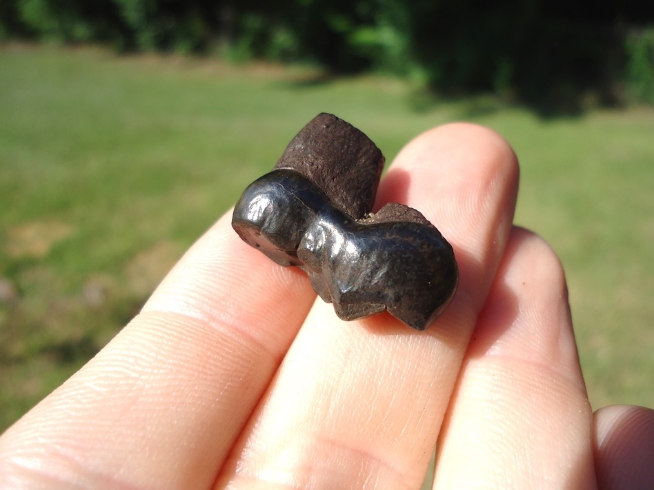 Large image 3 Bargain Spectacled Bear Lower Molar