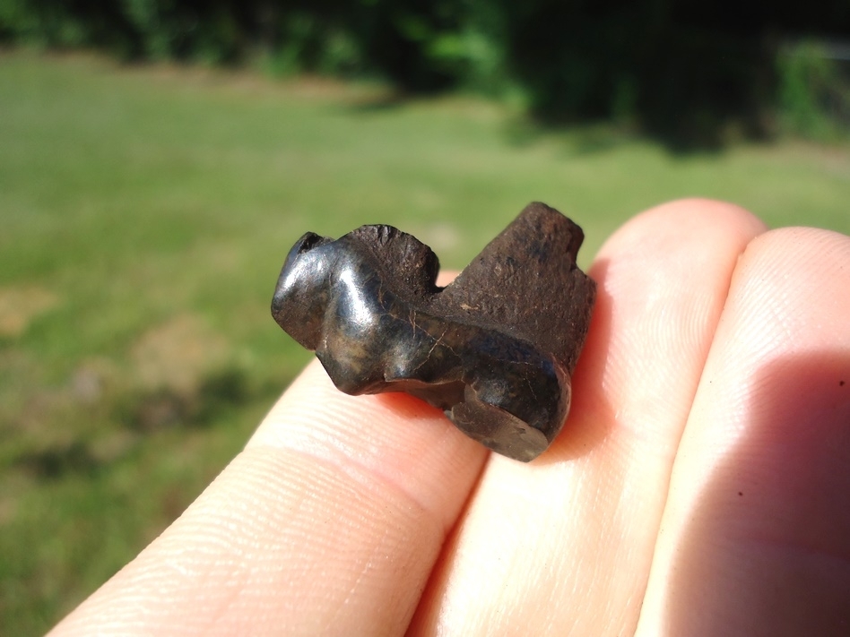 Large image 4 Bargain Spectacled Bear Lower Molar