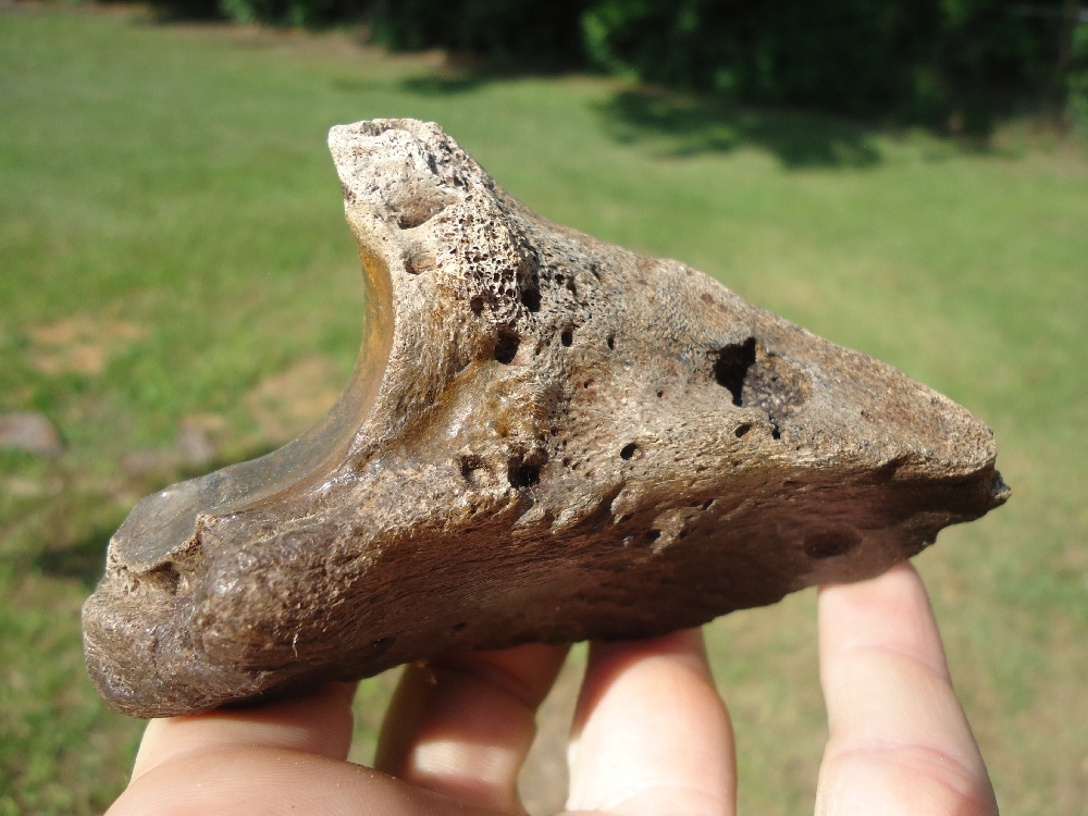 Large image 1 XL Top Quality Bison Hoof Core