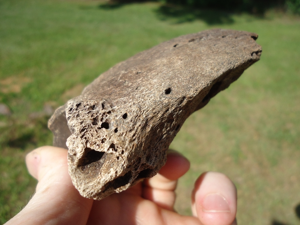 Large image 2 XL Top Quality Bison Hoof Core