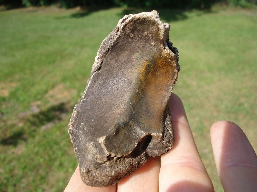 Large image 3 XL Top Quality Bison Hoof Core