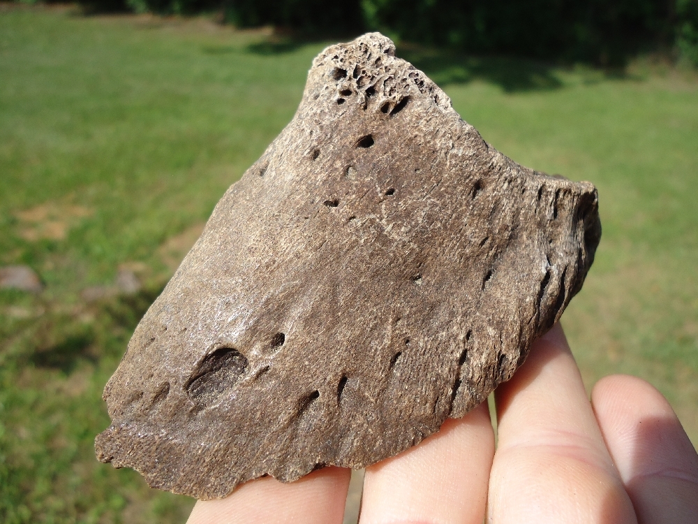 Large image 4 XL Top Quality Bison Hoof Core