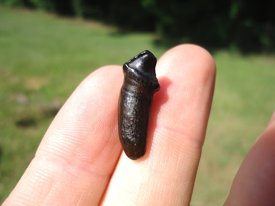 Large image 1 Rare Position Dire Wolf Premolar Tooth