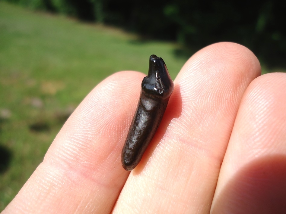 Large image 2 Rare Position Dire Wolf Premolar Tooth