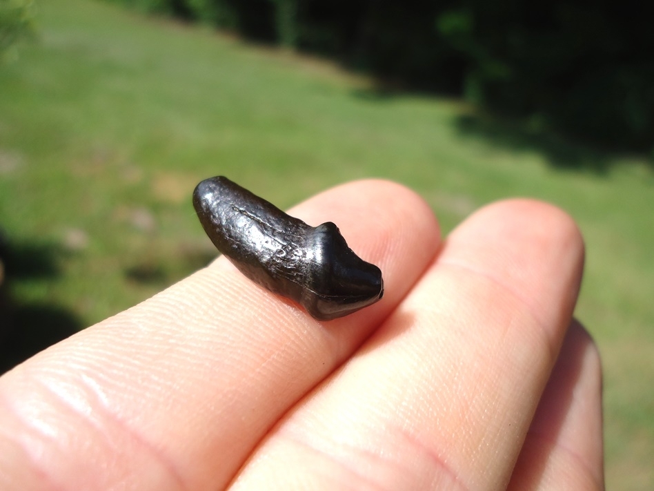 Large image 3 Rare Position Dire Wolf Premolar Tooth