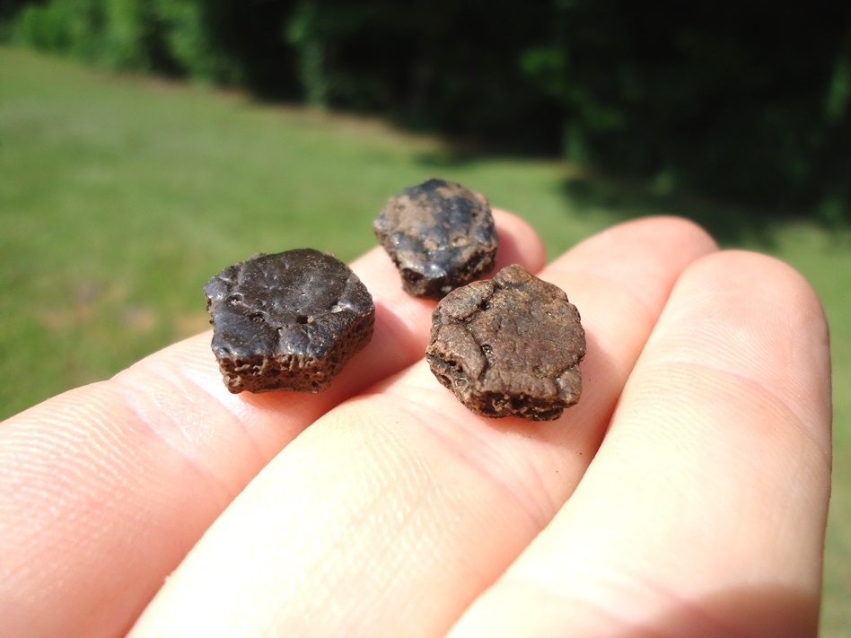 Large image 1 Three Choice Extinct Armadillo Scutes