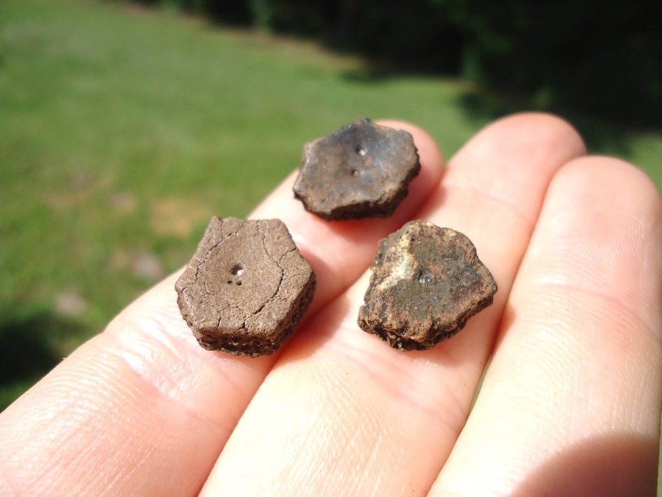 Large image 2 Three Choice Extinct Armadillo Scutes