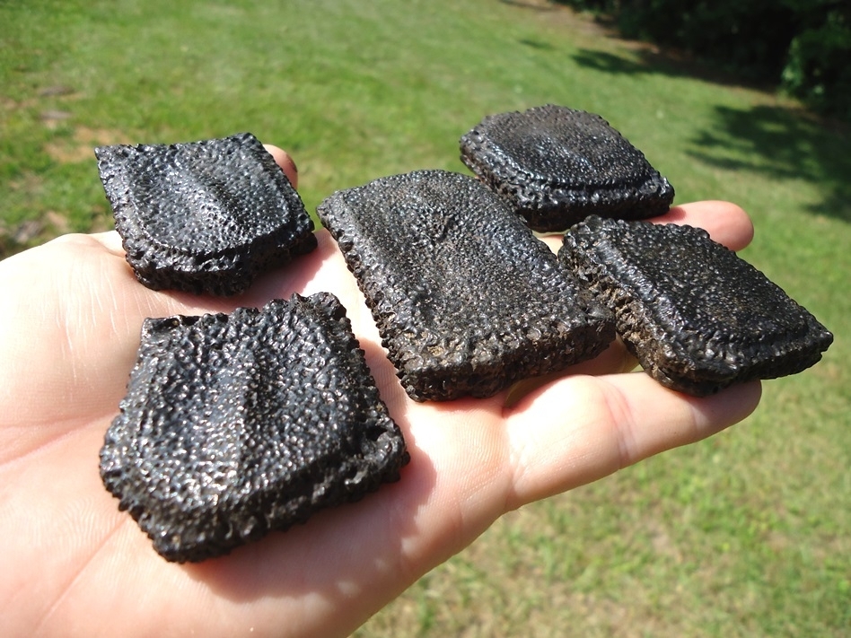 Large image 1 Five Museum Quality Giant Armadillo Scutes