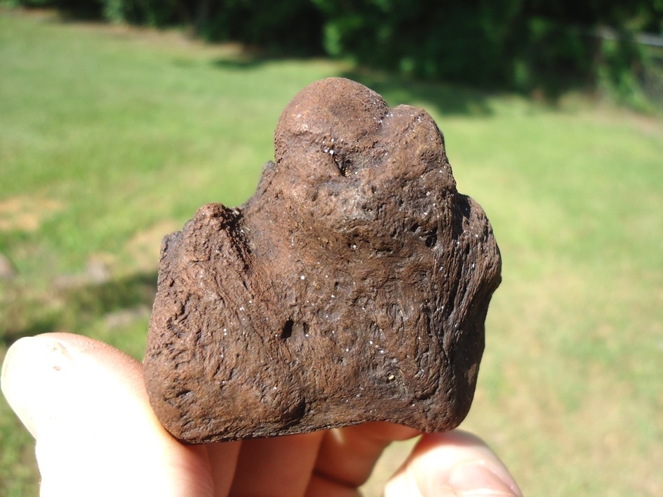 Large image 3 Unique Sloth Metapodial