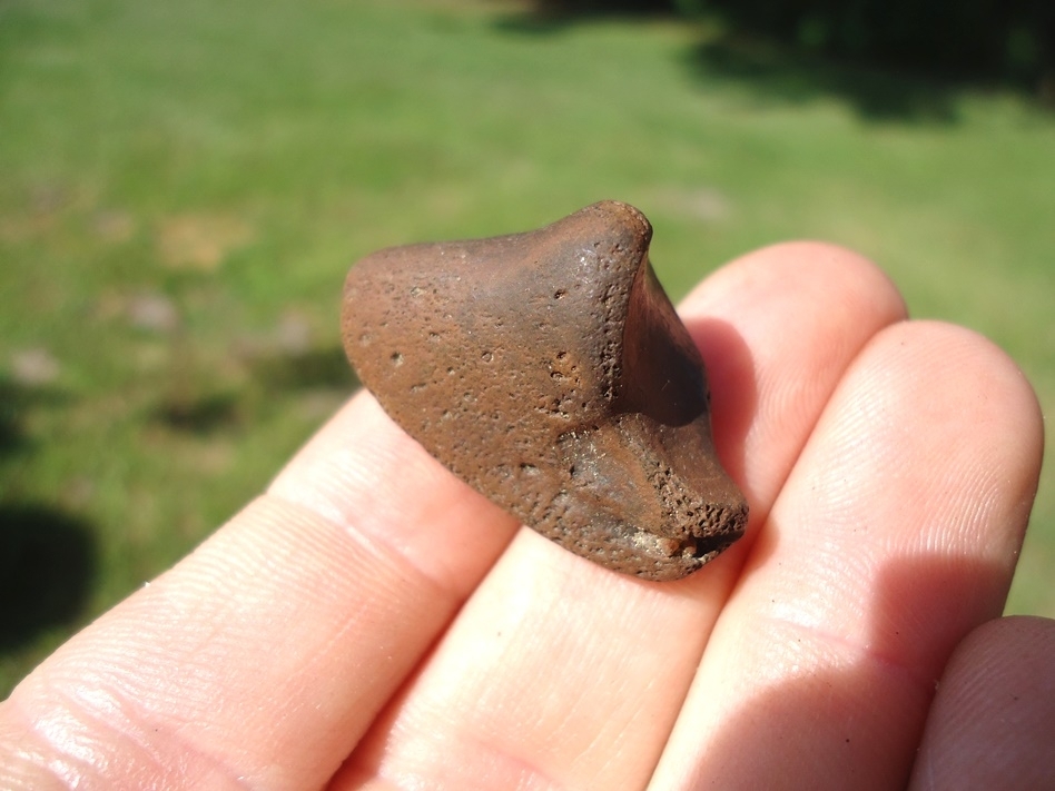 Large image 1 Rare Tapir Side Hoof Core