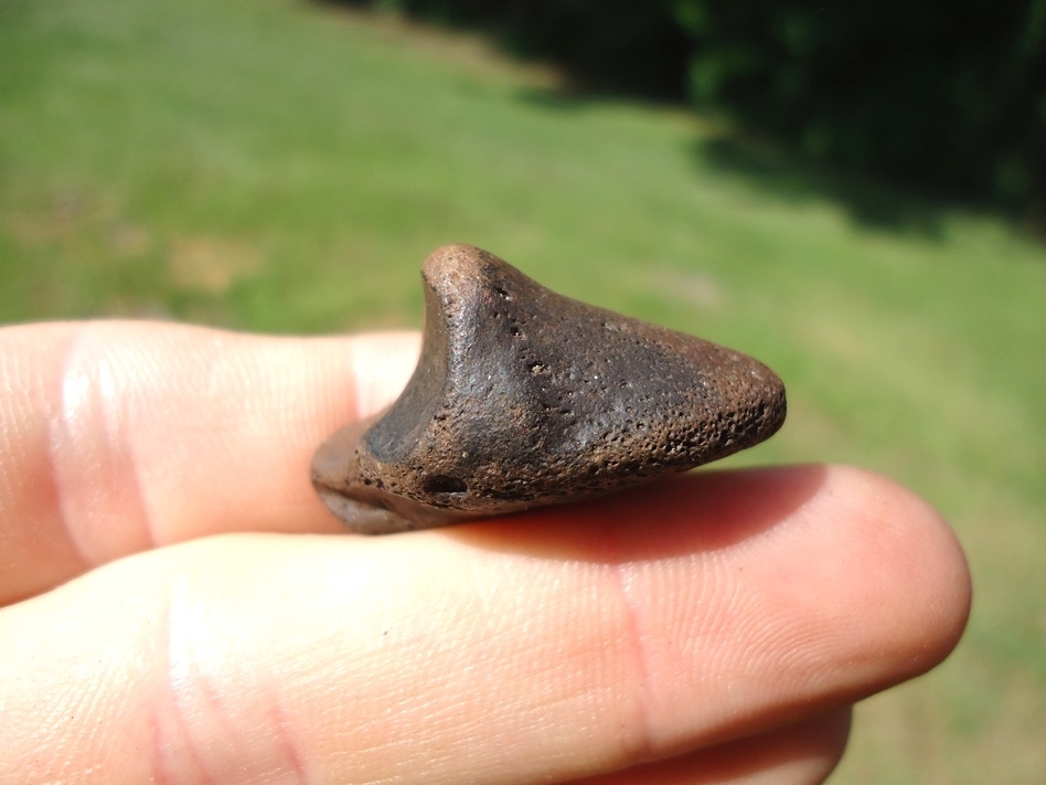 Large image 2 Rare Tapir Side Hoof Core