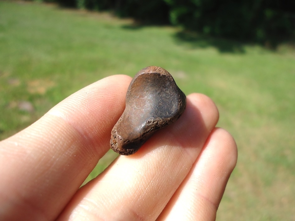 Large image 3 Rare Tapir Side Hoof Core