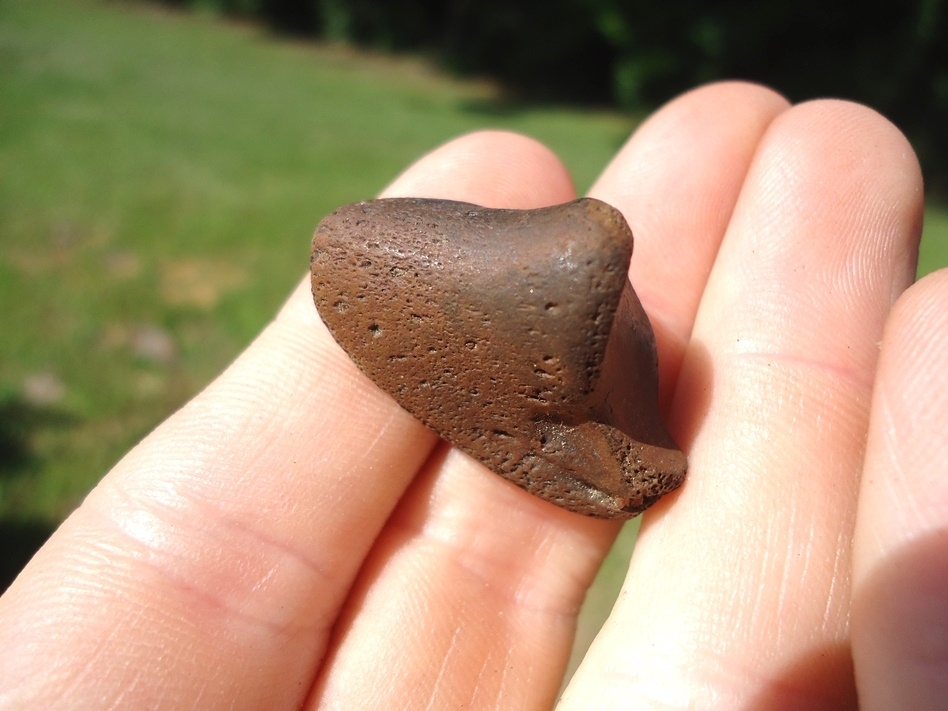Large image 4 Rare Tapir Side Hoof Core