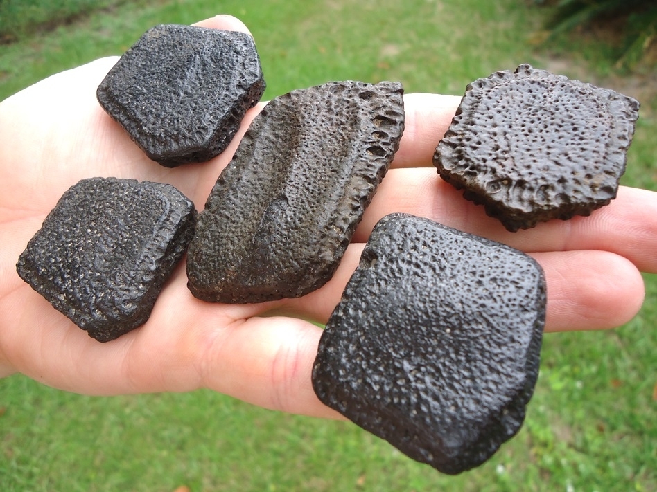 Large image 2 Five Museum Quality Giant Armadillo Scutes