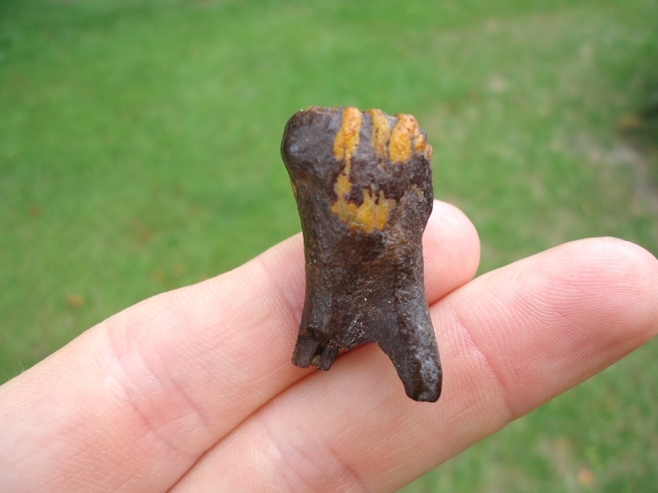 Large image 1 One-of-a-kind Gorgeous Juvenile Mammoth Tooth