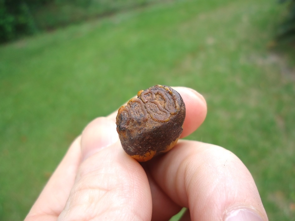 Large image 2 One-of-a-kind Gorgeous Juvenile Mammoth Tooth