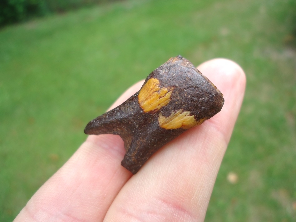 Large image 3 One-of-a-kind Gorgeous Juvenile Mammoth Tooth