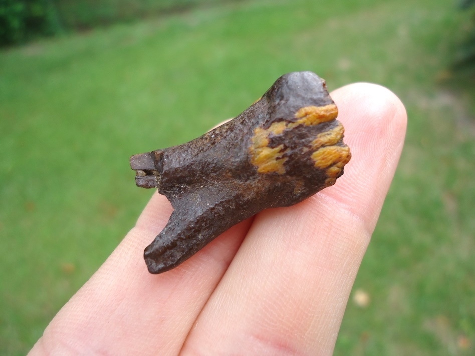 Large image 4 One-of-a-kind Gorgeous Juvenile Mammoth Tooth