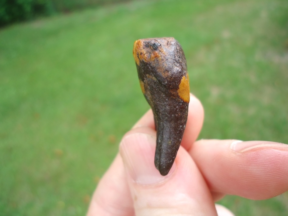 Large image 5 One-of-a-kind Gorgeous Juvenile Mammoth Tooth