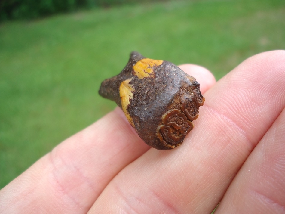 Large image 6 One-of-a-kind Gorgeous Juvenile Mammoth Tooth