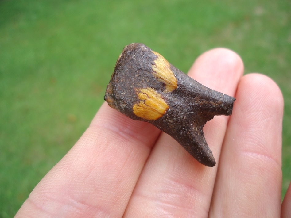 Large image 7 One-of-a-kind Gorgeous Juvenile Mammoth Tooth